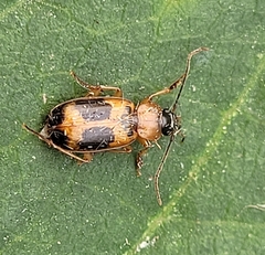 Badister neopulchellus
