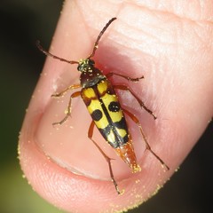 Typocerus sinuatus