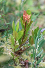 Exobasidium cassandrae