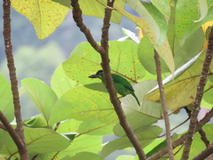 Psilopogon mystacophanos