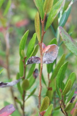 Exobasidium cassandrae