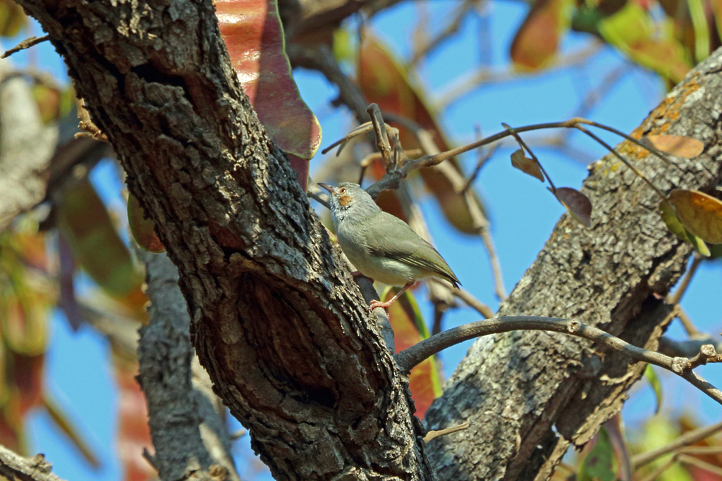 Red-capped Crombec photo