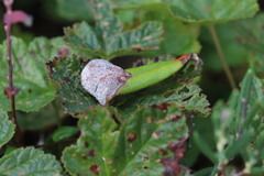 Exobasidium cassandrae