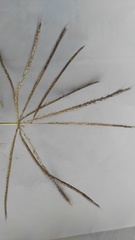 Chloris pycnothrix