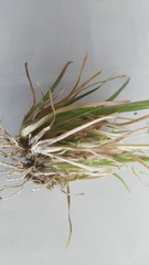 Chloris pycnothrix