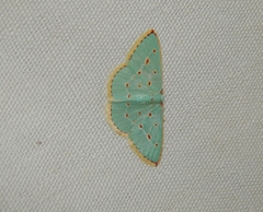 Comostolopsis stillata