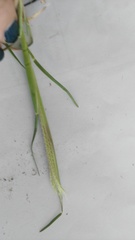 Chloris pycnothrix