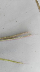 Chloris pycnothrix