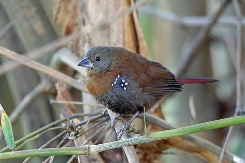 Hypargos niveoguttatus