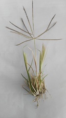 Chloris pycnothrix