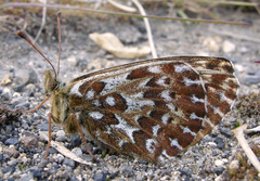 Boloria polaris