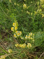 Linaria