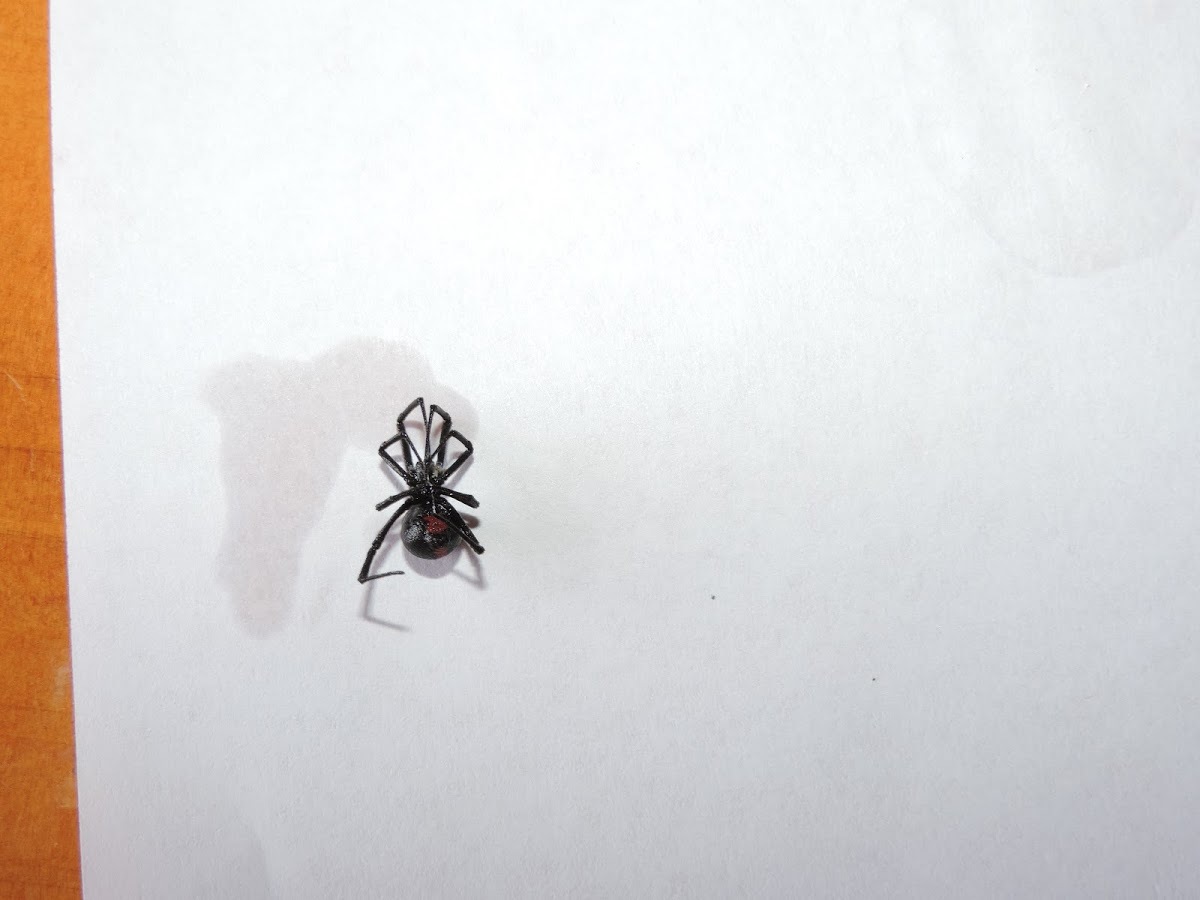 Theridiidae image