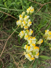 Linaria