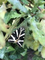 Euplagia quadripunctaria