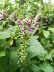 Scutellaria columnae
