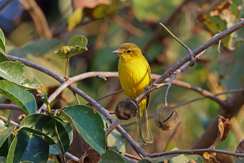 Iduna natalensis