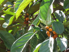 Psilopogon duvaucelii