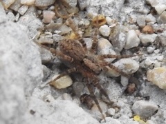 Alopecosa albofasciata
