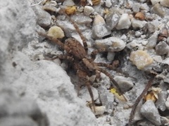 Alopecosa albofasciata