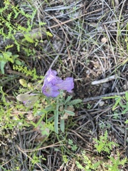 Penstemon pseudoputus