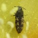 Acmaeodera neoneglecta - Photo (c) C. Mallory, some rights reserved (CC BY-NC), uploaded by C. Mallory
