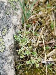 Scleranthus perennis