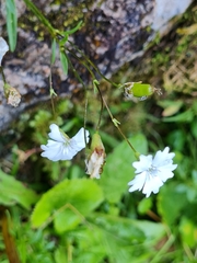 Heliosperma alpestre