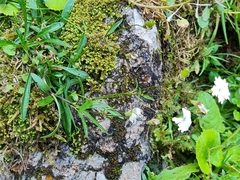 Heliosperma alpestre