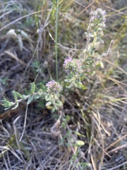 Thymus pannonicus