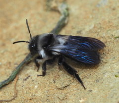 Andrena danuvia
