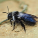 Andrena danuvia - Photo (c) Lorin Timaeus, algunos derechos reservados (CC BY), uploaded by Lorin Timaeus