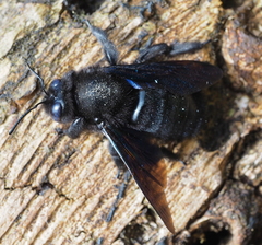 Xylocopa