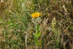 Pentanema helenioides