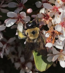 Xylocopa virginica