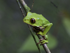 Phyllomedusa trinitatis