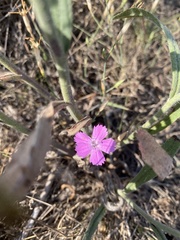 Dianthus campestris