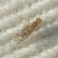 Lachesilla texana
