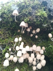 Coprinellus disseminatus