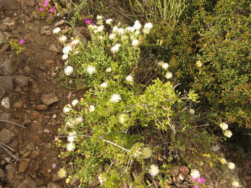 Image of Mesembryanthemum splendens by (c) Christiaan Viljoen, some rights reserved (CC BY)