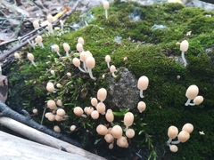 Coprinellus disseminatus