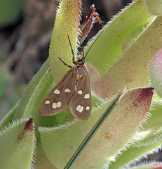 Dysauxes punctata