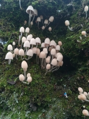 Coprinellus disseminatus
