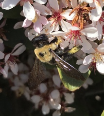 Xylocopa virginica