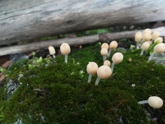 Coprinellus disseminatus