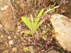 Tritonia pallida