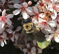 Xylocopa virginica