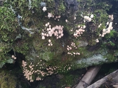 Coprinellus disseminatus