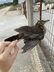 Turdus merula aterrimus