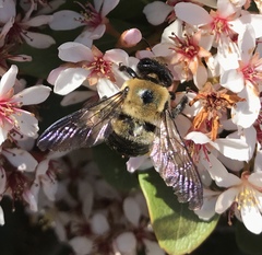Xylocopa virginica